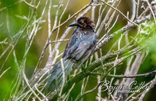 Great-tailed Grackle
