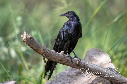 Great-tailed Grackle photographed in the Coastal Bend region of Texas by Bryan Cotter