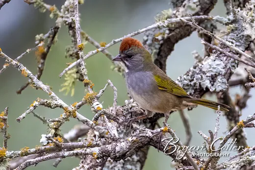 Green-tailed Towhee
