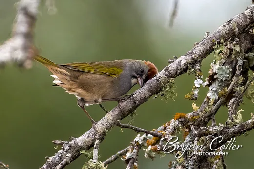 Green-tailed Towhee