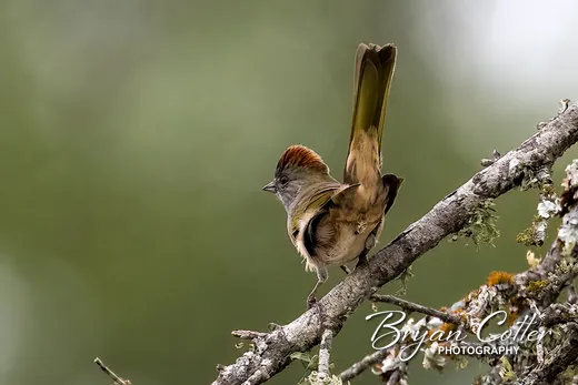 Green-tailed Towhee