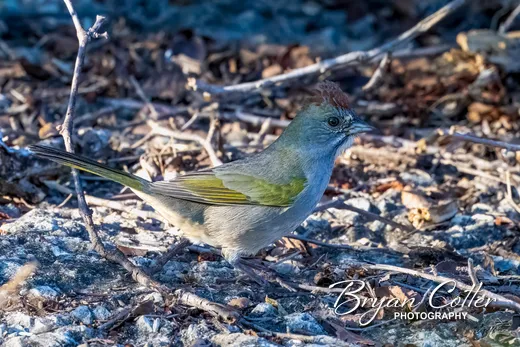 Green-tailed Towhee