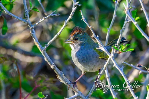 Green-tailed Towhee