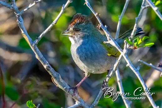 Green-tailed Towhee
