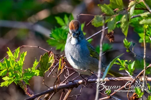 Green-tailed Towhee