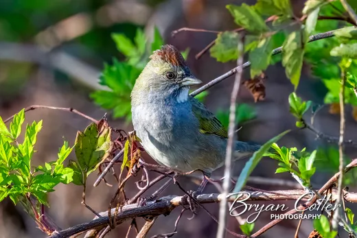 Green-tailed Towhee
