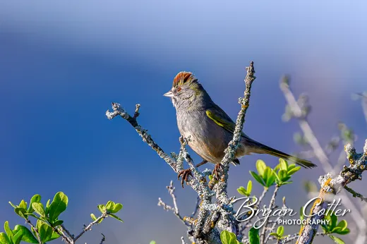 Green-tailed Towhee