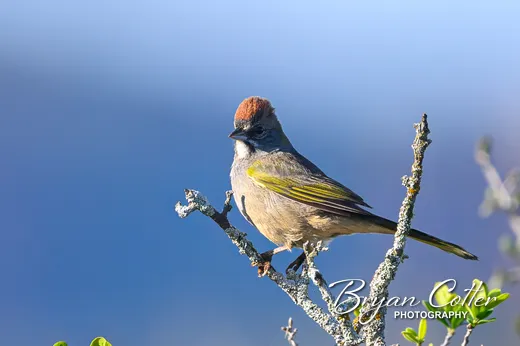 Green-tailed Towhee