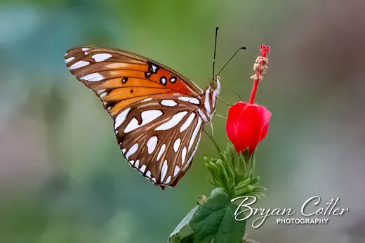 Gulf Fritillary Butterfly