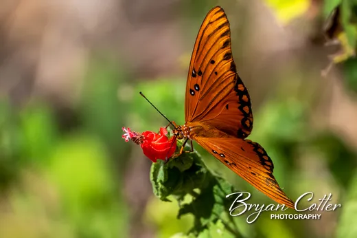 Gulf Fritillary Butterfly
