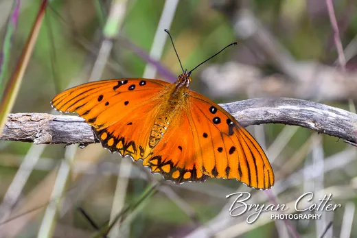 Gulf Fritillary Butterfly