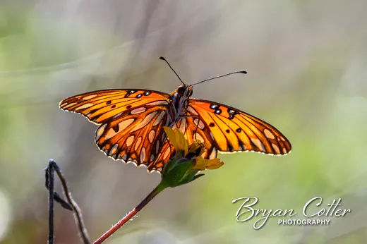 Gulf Fritillary Butterfly