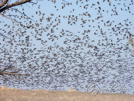 Greater White-fronted Goose