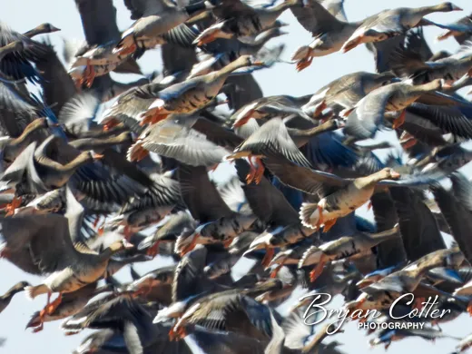 Greater White-fronted Goose