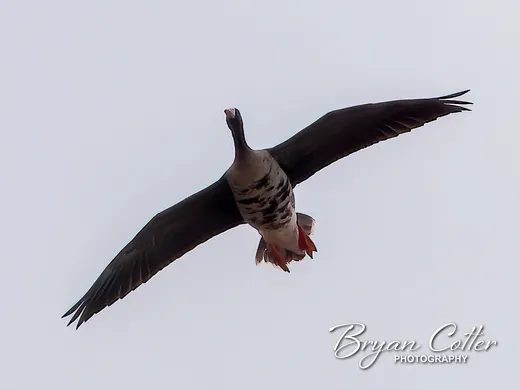 Greater White-fronted Goose