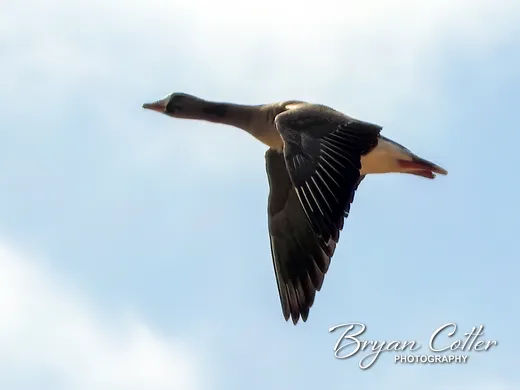 Greater White-fronted Goose