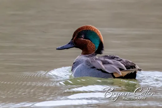Green-winged Teal
