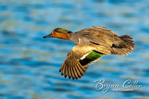 Green-winged Teal photographed in Texas by Bryan Cotter