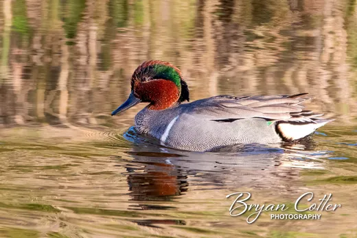 Green-winged Teal photographed in Texas by Bryan Cotter