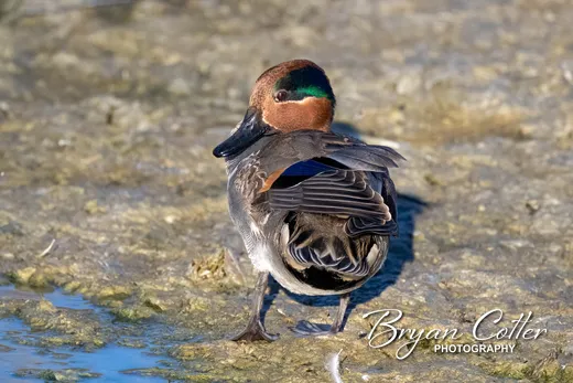 Green-winged Teal