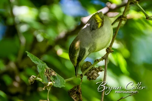 Golden-winged Warbler