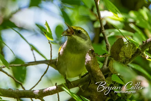 Golden-winged Warbler