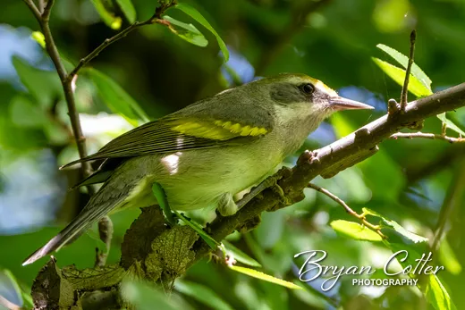 Golden-winged Warbler