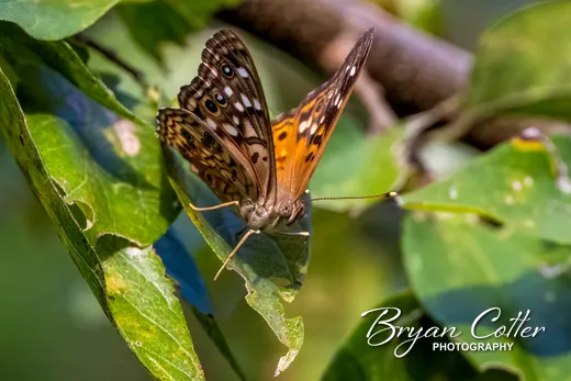 Hackberry Emperor