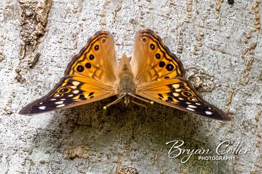 Hackberry Emperor