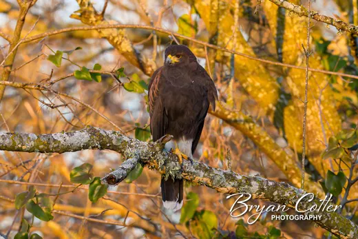 Harris's Hawk photographed in Texas by Bryan Cotter