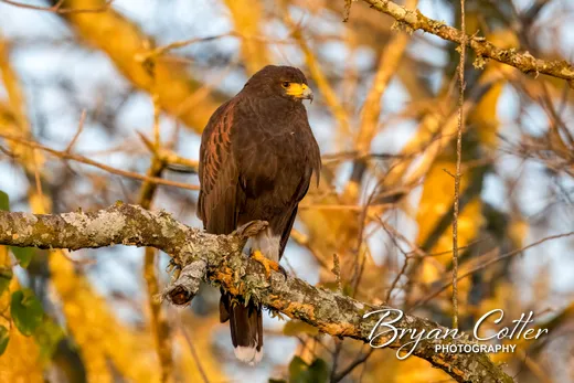 Harris's Hawk