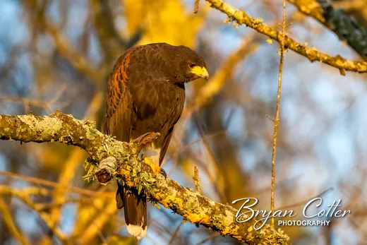 Harris's Hawk