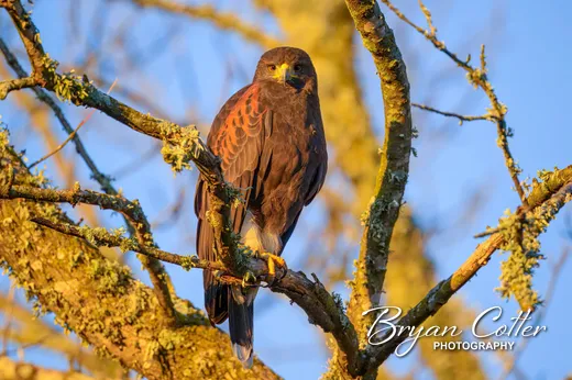 Harris's Hawk