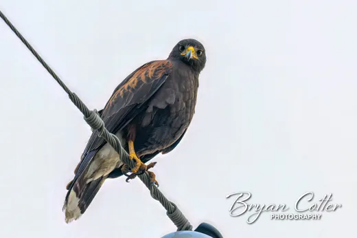 Harris's Hawk