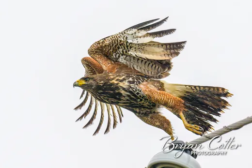 Harris's Hawk
