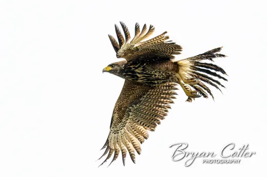 Harris's Hawk