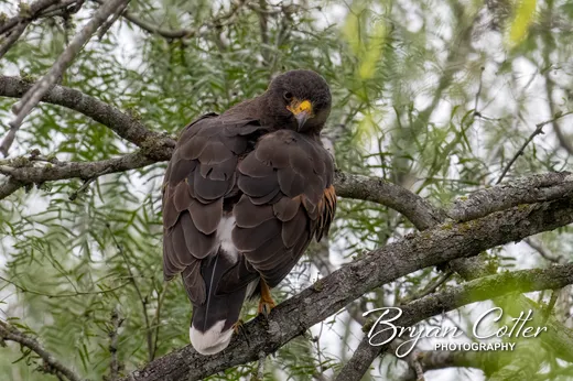 Harris's Hawk