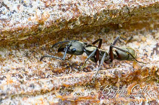 Hairy Panther Ant