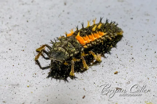 Harlequin Ladybird