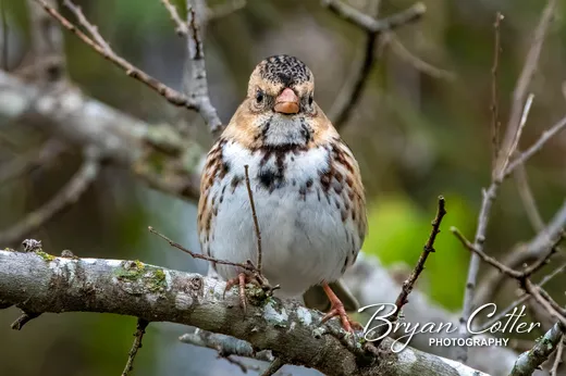 Harris's Sparrow