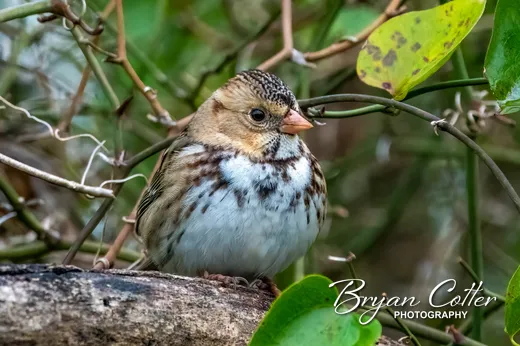 Harris's Sparrow
