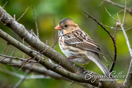 Harris's Sparrow