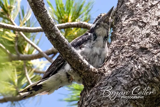 Hairy Woodpecker