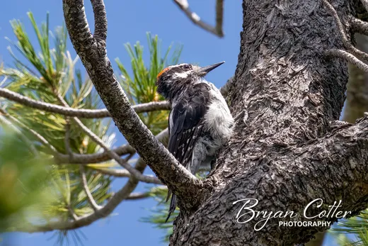 Hairy Woodpecker