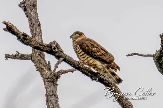 Hook-billed Kite