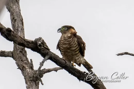 Hook-billed Kite
