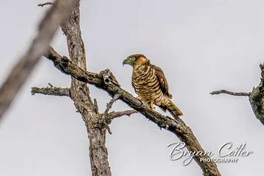 Hook-billed Kite