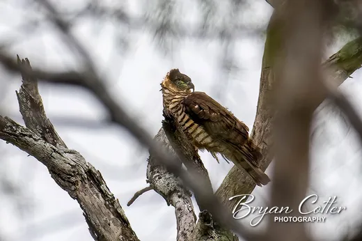 Hook-billed Kite