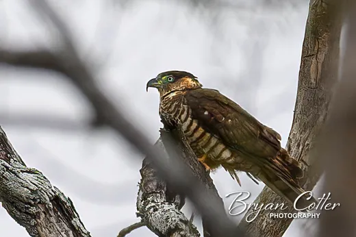 Hook-billed Kite