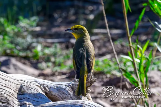 Hepatic Tanager